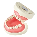 1528 Upper Ivorine Epoxy Jaw, Magnetic Quick Disconnect - 2019